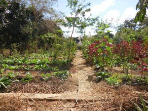 Kusamala: marktonderzoek in biologische landbouw