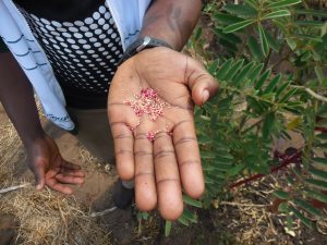 Kusamala : onderzoek organische bemesting en biologische landbouwmethoden