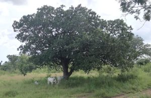 Assisteer bij dierverzorging in het dorp Wli in de Volta-regio